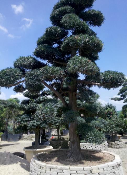 日本黑松